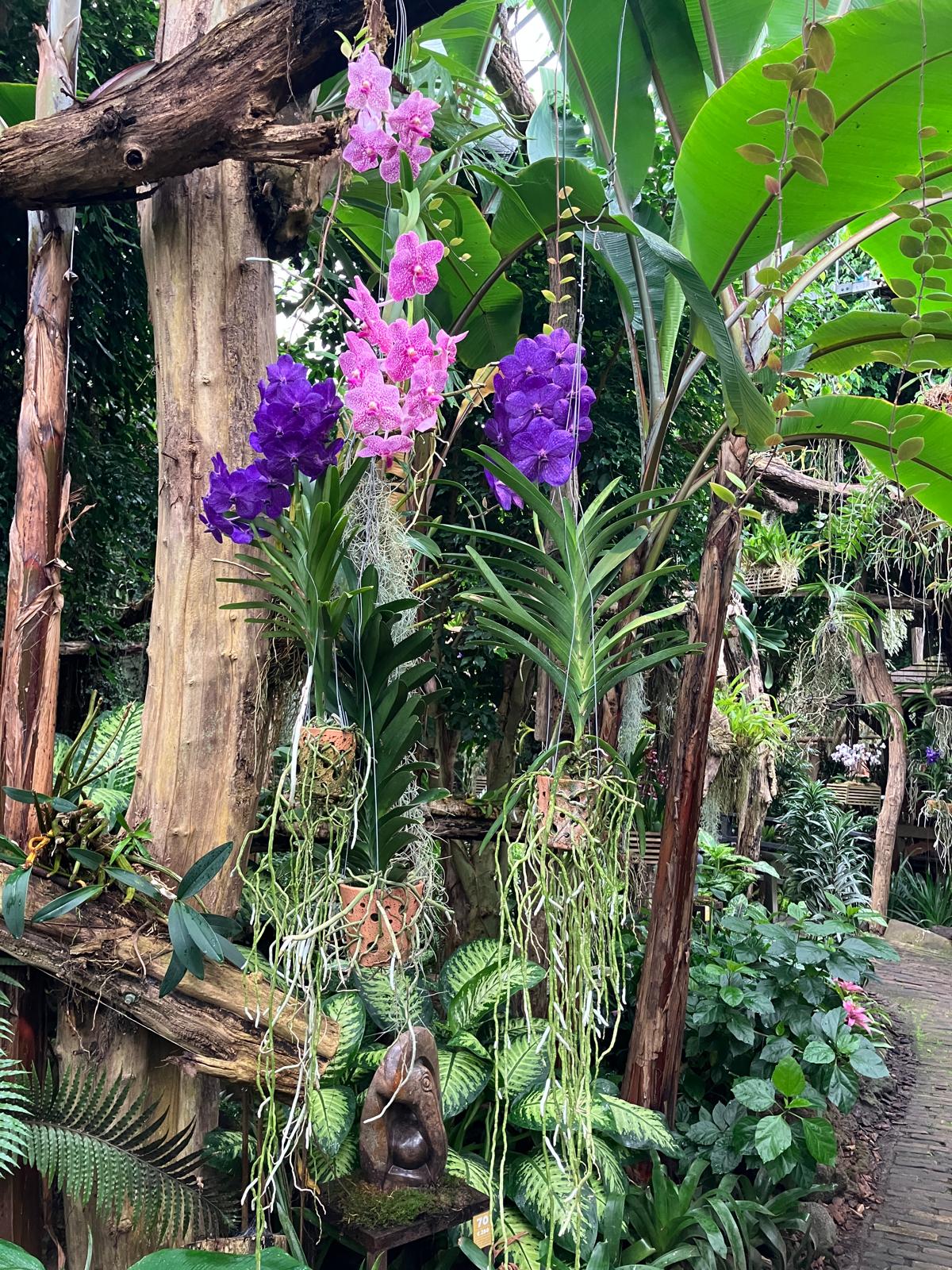 Foto 7 bij artikel "Uitje naar de Orchideenhoeve in Luttelgeest".